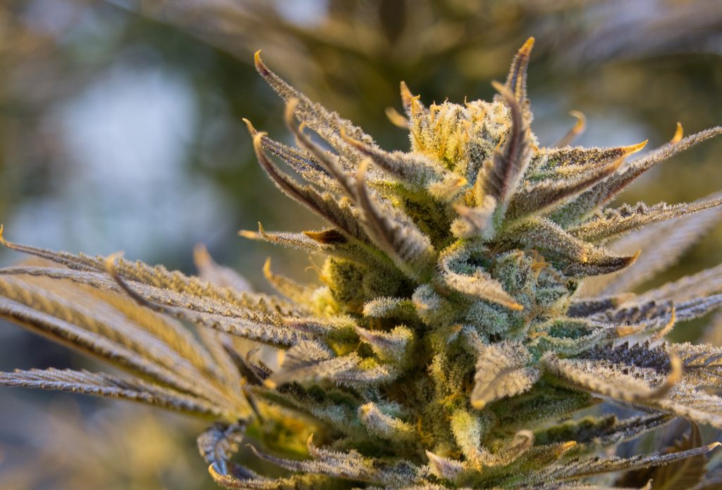 Cannabis sativa L. é uma das plantas medicinais e agricolas mais antigas que existem